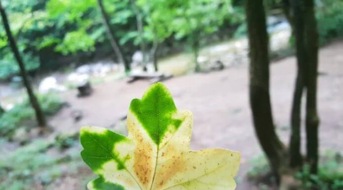 EMOȚIE DE SEPTEMBRIE