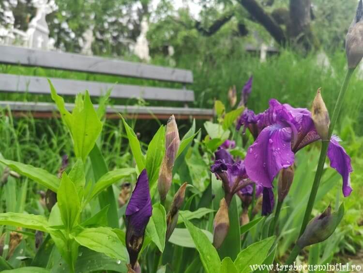 Mănăstirea Buciumeni