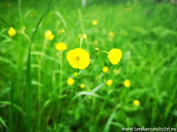 Mănăstirea Buciumeni