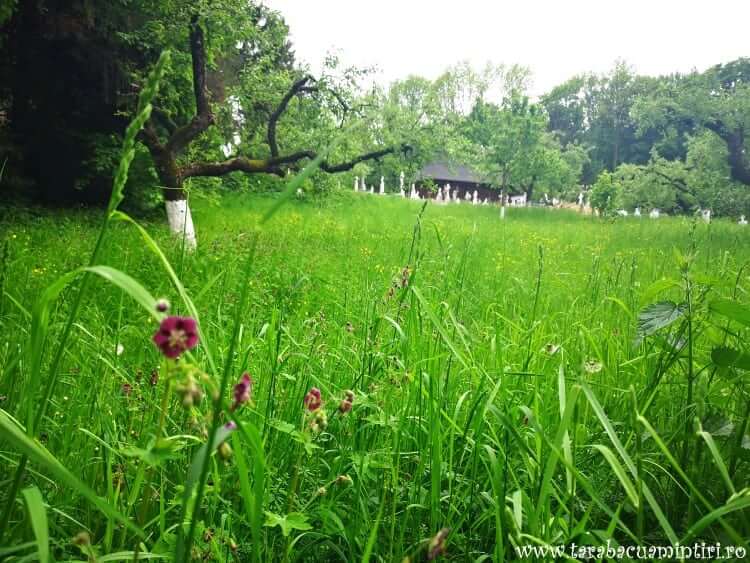 Mănăstirea Buciumeni