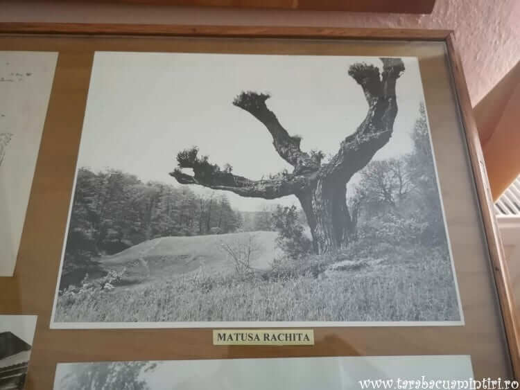 Muzeul Mihai Sadoveanu