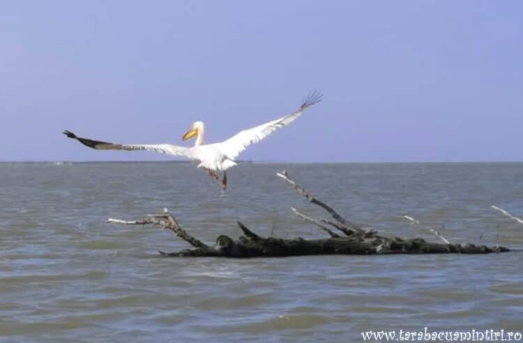 pelican la Sfântu Gheorghe
