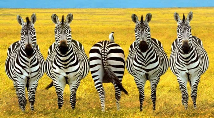 A REACȚIONA SAU A NU REACȚIONA….