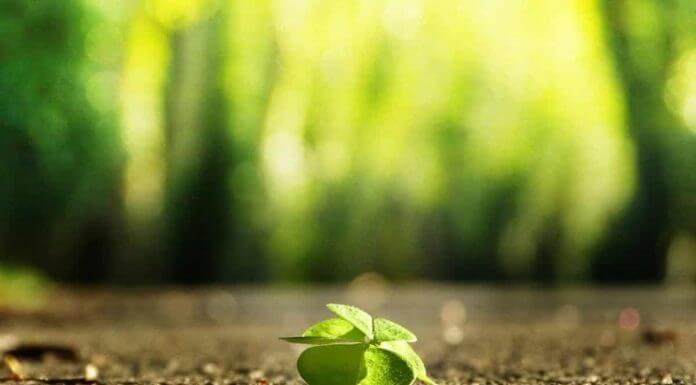 Meditație de…..primăvară