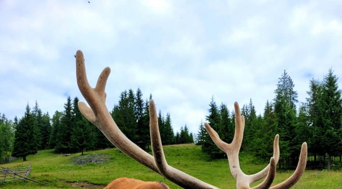 Pe-un picior de plai, la Crescătoria de cerbi de la Dârmoxa Crescătoria de cerbi Dârmoxa